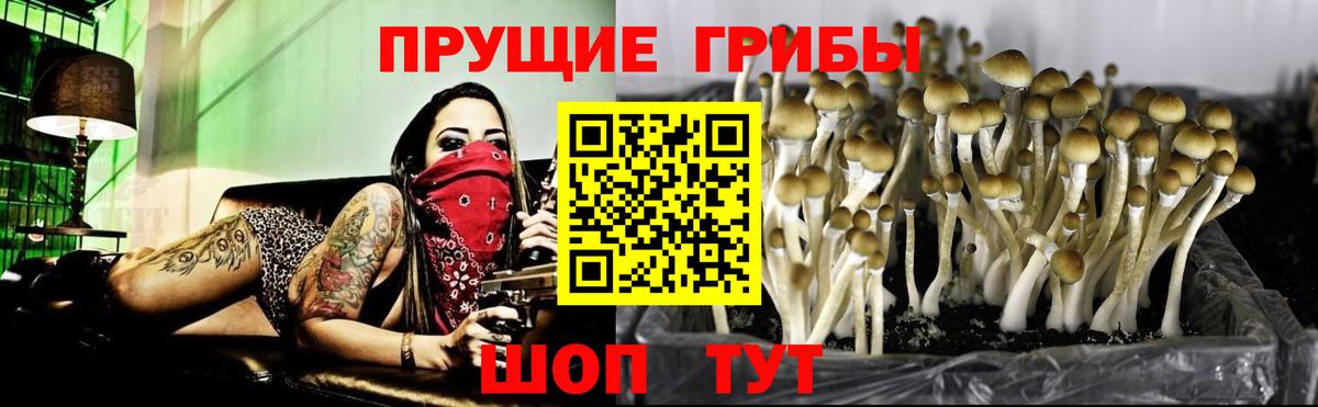 Галлюциногенные грибы прущие грибы Волгоград